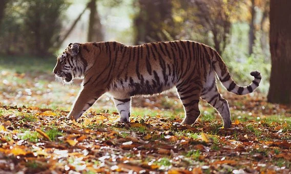 It is a tiger, oranage skin with black stripes, walking elegantly on some dry leaves. There is also a beautiful scenary.